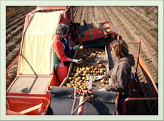 Brohl aus Thür in der Kartoffelernte - 002